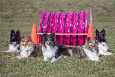 shelties1 2 400