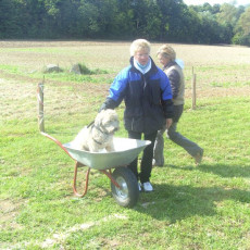 Sommerfest 2008 i 013