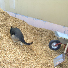 Hanni Hackschnitzel 02