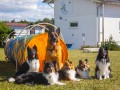 Jogis Hundeschule 069